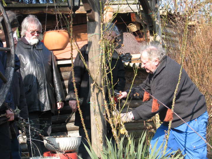Auch der Rosenschnitt fand aufmerksame Zuschauer