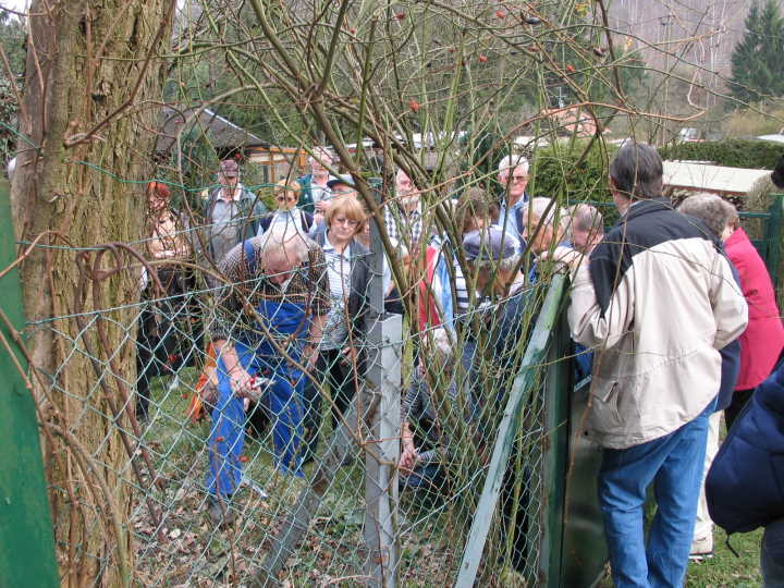 Fachberater Werner Schneider zeigt wie Edelrosen geschnitten werden