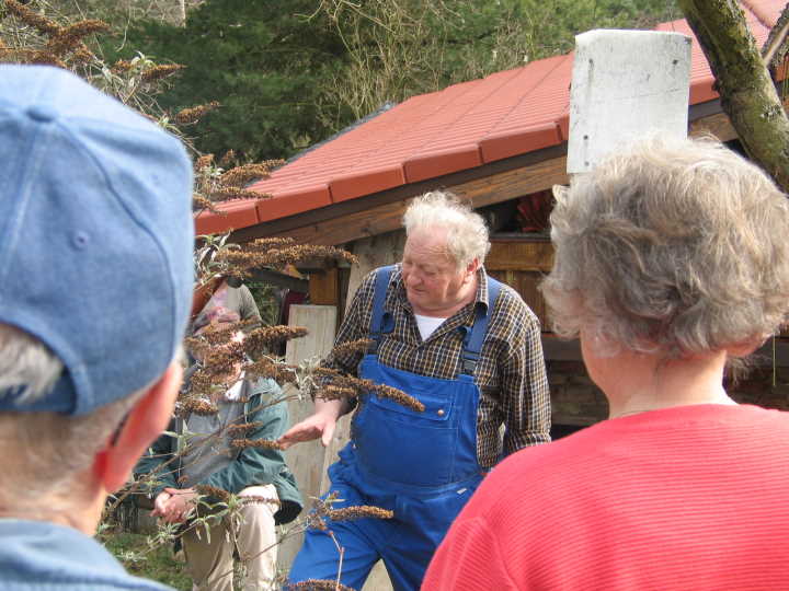 Schnitt von Sommerflieder