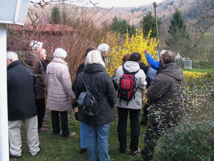 Bei der Forsythie erkl�rte Werner den Schnitt, der jedoch erst nach der Bl�te durchgef�hrt wird.