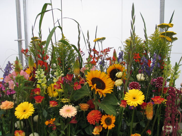 Blick in die Blumenhalle